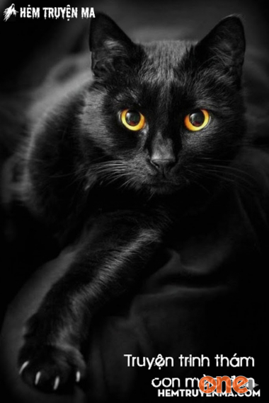 Con mèo đen