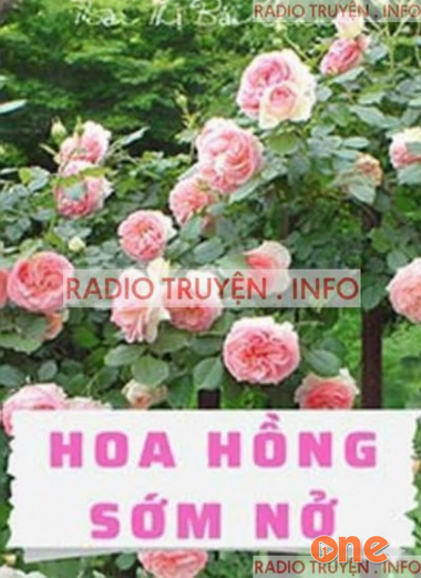 Hoa Hồng Sớm Nở